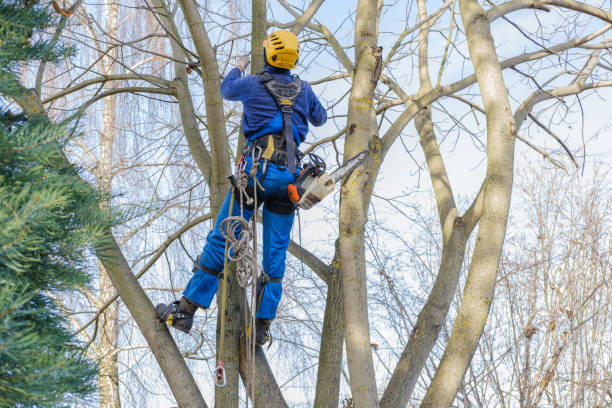 Best Tree Mulching  in Taft, TX