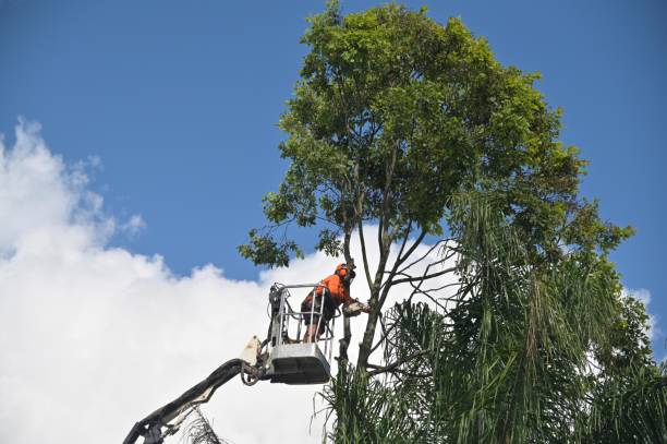 Best Commercial Tree Services  in Taft, TX