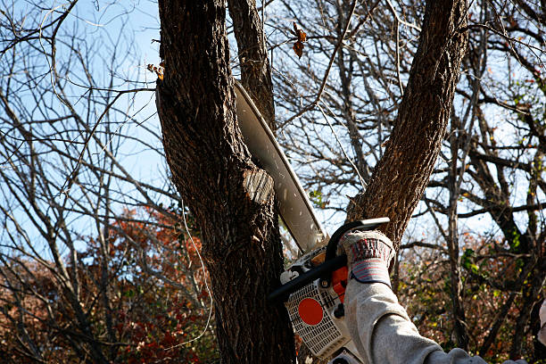 Best Seasonal Cleanup (Spring/Fall)  in Taft, TX