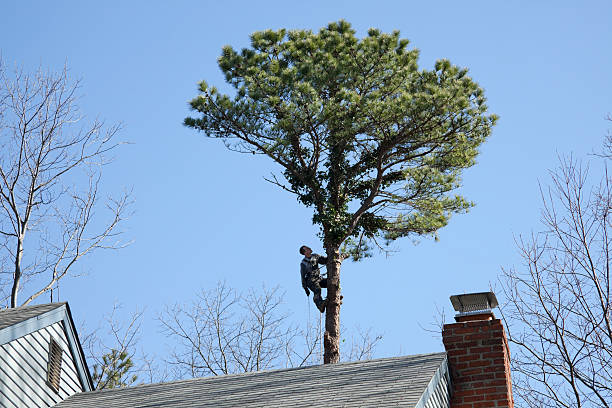 Best Utility Line Clearance  in Taft, TX